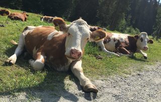 Kühe auf der Alm in Tirol